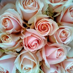 バラ  パールアバランチェ  50センチ15本❨生花 切り花 ❩