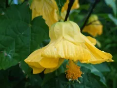 イエローベル アブチロン 半ツル性種 苗 小輪花 花びらがやや反り返る 花の館オリジナル品種