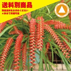 洋蘭 Ddc wenzelii