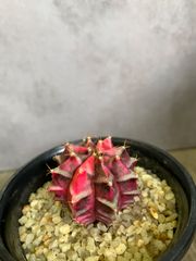 サボテン　ギムノカリキウム　緋牡丹錦　3号鉢　ピンク