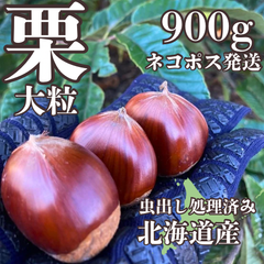 【大粒3〜4cm 栗900g無農薬 生栗 北海道産！ホクホクの栗、採れました！冷蔵庫で熟成して甘み引き出せばなお美味しい⭐︎