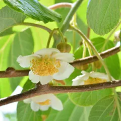 果樹苗 キウイ 苗木 キウイ オス木 早雄(そうゆう) 4.5号(直径13.5cm) ポット苗 果肉赤系用にオススメのオス木です 果樹苗木 つる性 落葉樹