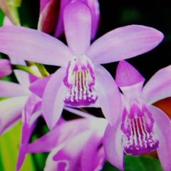 ラン / シラン　（7本、植えどき、半数は蕾付き）