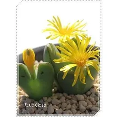 コノフィツム ヤンギー 白花品 youngii aff コノフィツム属 - Wikipedia