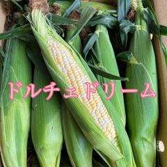 【今季最終】ドルチェドリームのサムネイル