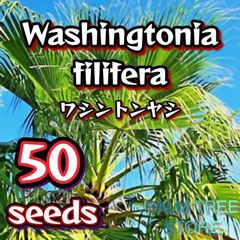 【種】50粒　Washingtonia filifera　ワシントニア　フィリフェラ　ワシントンヤシ