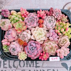 多肉植物 寄せ植えset♡5119