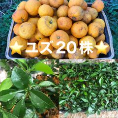 ⭐️⭐️柚子抜き苗20本⭐️⭐️本柚子の苗木　ゆず苗　ユズ苗