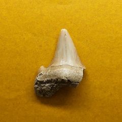 化石 第三紀 サメの歯 オトドゥス 大きめ2.7センチ 副歯 歯根付