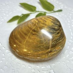 【E13475】二枚貝　化石　中生代ジュラ紀　マダガスカル　Bivalve