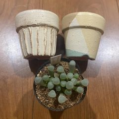 AKA様専用＊多肉植物 フェネストラリア 五十鈴玉 リメ鉢 セット