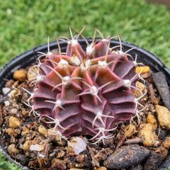 サボテン ギムノカリキウム属 牡丹玉