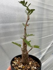 センナ　メリディオナリス　TM-4  実生　鉢植え