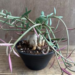 モナデニウム　ルベルム①　 Monadenium montanum var.rubellum  現品 観葉植物 観葉 植物  珍しい レア 希少 塊根植物 塊根 コーデックス 多肉植物 多肉 インテリア プレゼント おしゃれ かわいい グリーン