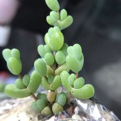 新入荷　多肉植物　ドロサンテマ  元宝　抜き苗　１株