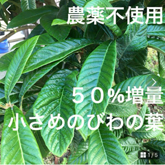 【農薬不使用】小さめのびわの葉 枇杷の葉 チンキ お茶 小動物のおやつ ♪