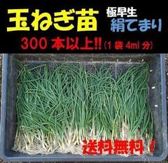 玉ねぎ苗(極早生 絹てまり) 300本以上(1袋4ml分)　玉葱 タマネギ