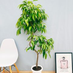 ［現品］S  フィカス　アムステルダムキング　８号　観葉植物　大型　室内　曲がり ゴムの木　シンボルツリー