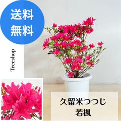 若楓 【送料無料】 クルメツツジ ワカカエデ 久留米つつじ 1cmプラ鉢 高さ0.3ｍ 幅0.3ｍ 盆栽 生垣 常緑 低木 苗木 庭木※2025.4.30現在、お花は終わっています。