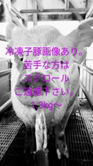 爬虫類用エサ　養豚場直送　冷凍子豚（3匹セット）1.3kg〜カット可能