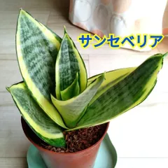 2025年最新】サンスベリア 斑入りの人気アイテム - メルカリ