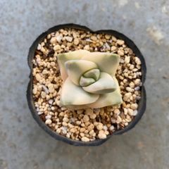 多肉植物 カット苗 クラッスラ 紀の川錦 発根済