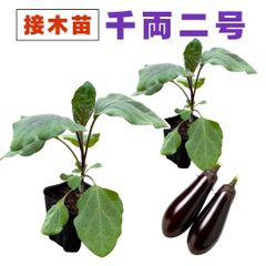 なす 接ぎ木 苗 千両2号 2個セット 中長ナス 千両二号 販売 プランター 初心者でも育てやすい 家庭菜園 ナス なすび 茄子 野菜 接木苗 農場直送 9cm