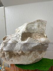 化石　頭蓋骨