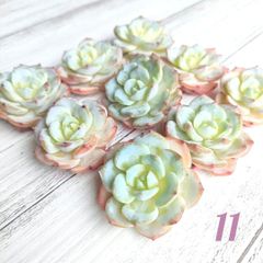 11 モンブラン  多肉植物  カット苗 エケベリア
