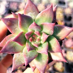 多肉植物 エケベリア ホワイトスノー 抜き苗 - メルカリ