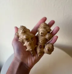 千葉県産【自然栽培　菊芋4kg】シャキシャキ食感！