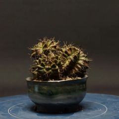 "Gymnocalycium" ギムノカリキウム 【T-REX】 管理2275