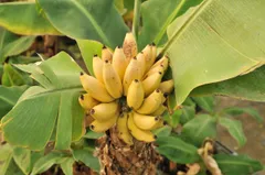 2025年最新】芭蕉バナナの人気アイテム - メルカリ