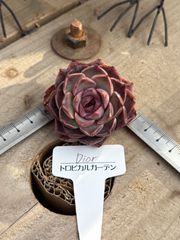 Dior 現物品 エケベリア トロピカルガーデン 多肉植物