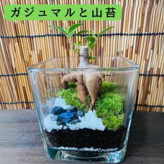 苔テラリウム コケリウム ロボット ガンダム 心癒す我が家のオアシス D