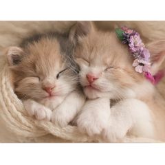 Item thumbnail for item 116984f8-5d61-4cab-b56c-37814ac53f6a