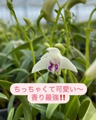 洋蘭原種 カトレア ノビリオール(アマリエ) - メルカリ