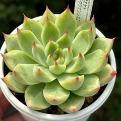 人気品種！★謎エケ×チワワエンシス2 多肉植物（抜き苗・速達付）自家繁殖 国産