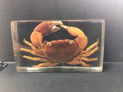 樹脂標本（イワオウギガニ）