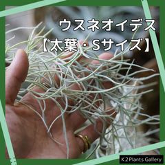 【太葉スパニッシュモス 60cm】【銀葉Sサイズ】 チランジア ウスネオイデス エアプランツ エアープランツ