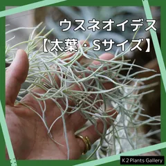 ご*ん様 チランジア22種 まとめ売り お買い得セット(メルカリ便にてお届けしま ご*ん様 チランジア22種 まとめ売り お買い得セット(メルカリ便