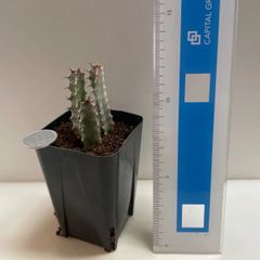 多肉植物館＊次回出品 9月上旬予定 - メルカリShops