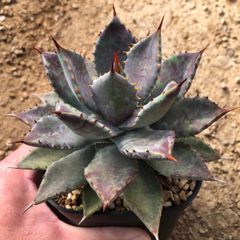 酉 5pm.twcaudex プラスチック鉢 - メルカリ