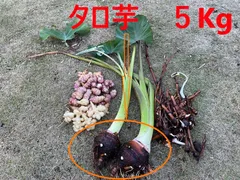 2025年最新】タロイモの人気アイテム - メルカリ