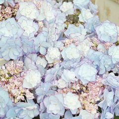鉢花 アジサイ KEIKO ケイコ ブルー 5号 紫陽花 ブルー 青 丈夫 プレゼント あじさい