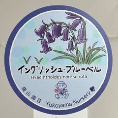 【横山園芸】イングリッシュブルーベル　3号ラベル苗