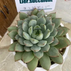 アマビレ 韓国苗 Lier苗 多肉植物 リエール エケベリア アマビレ 韓国苗 Lier苗 多肉植物 リエール エケベリア アマビレ 韓国