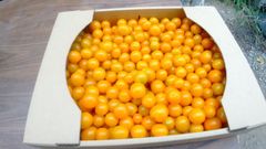 ミニトマト「ハニーイエロー」3kg かなり甘いです 北海道産 クール便発送