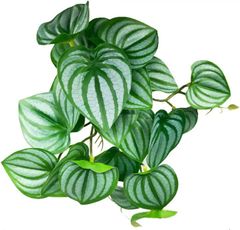 Item thumbnail for item ecda2d1d-50eb-43e6-9fbd-81485e4eace9