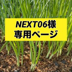 NEXT06様専用ページ‼️ケルタマ300本‼️玉ねぎ苗
